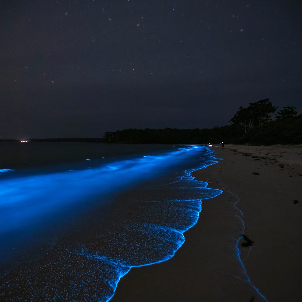 Glowing waves of bioluminescence against the dark blue sky filled with stars. 