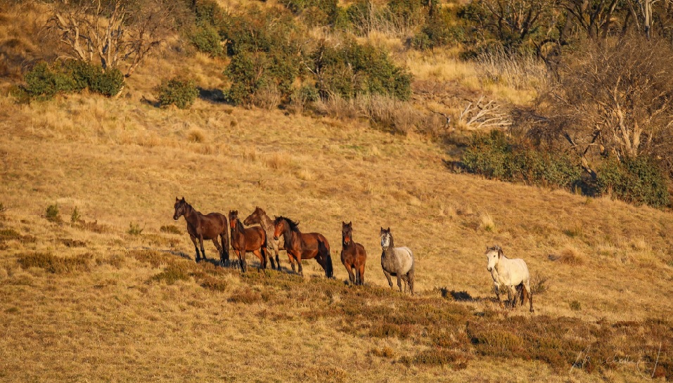 A mob of horses - brown and grey