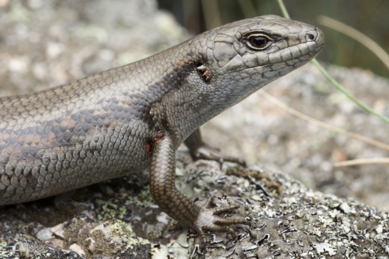 a lizard on a rock