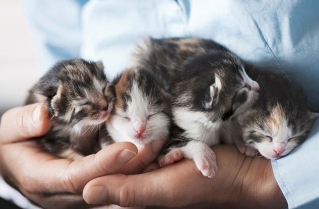person holding a litter of kittens