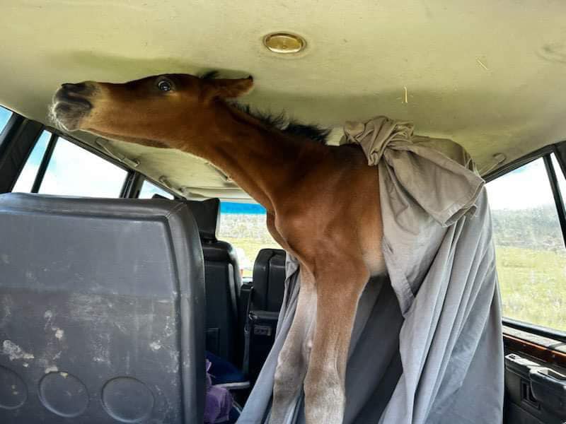 Foal in car