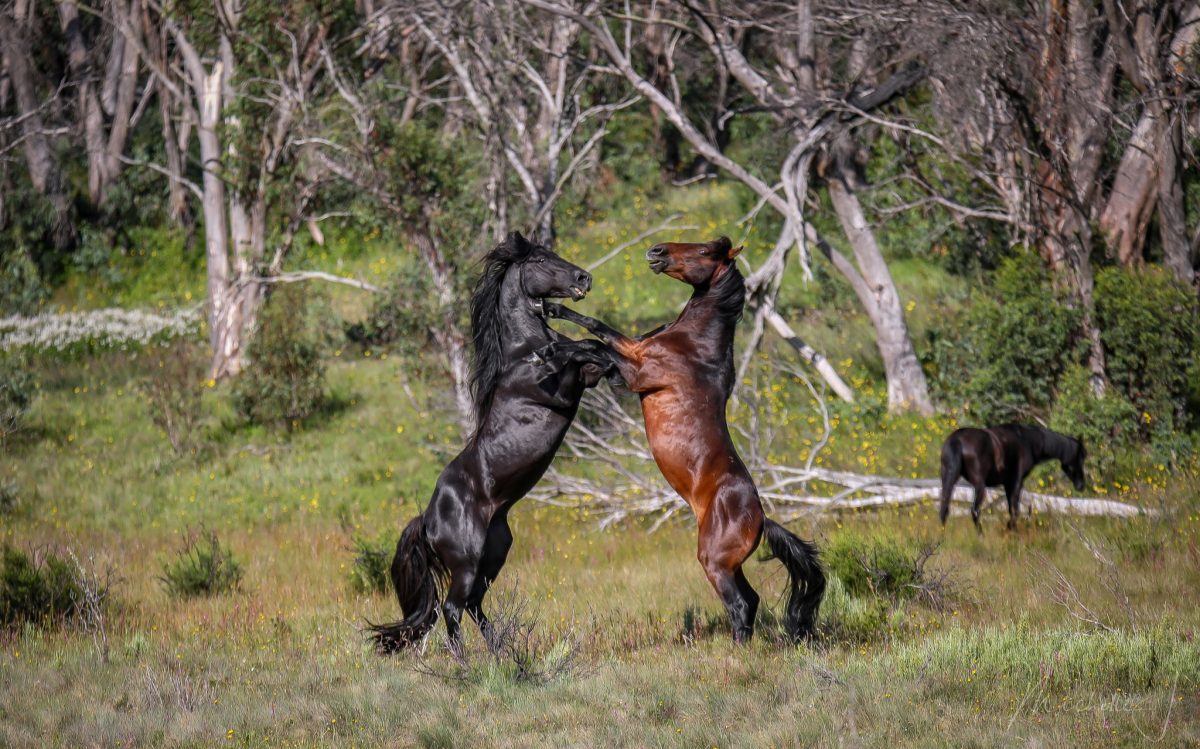 Two stallions fighting in Kosciuszko National Park