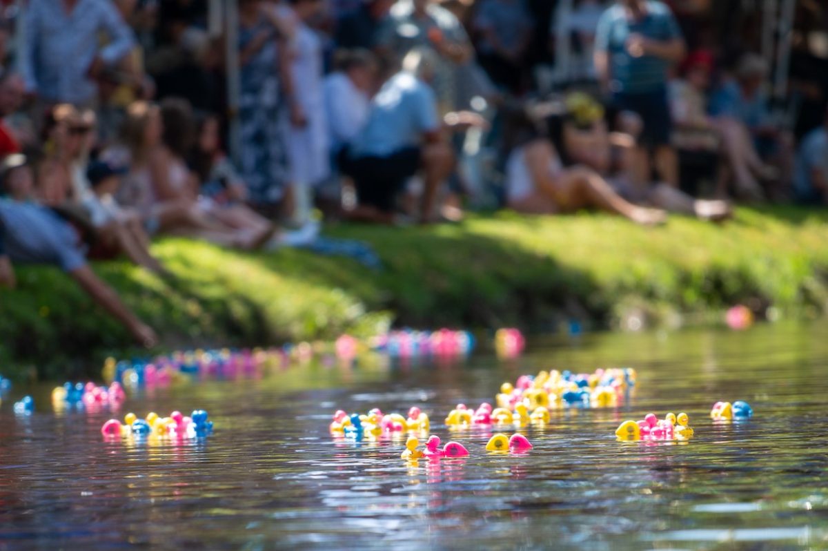 plastic ducks in a creek