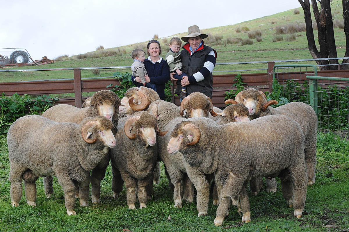 family with a small mob of merino rams