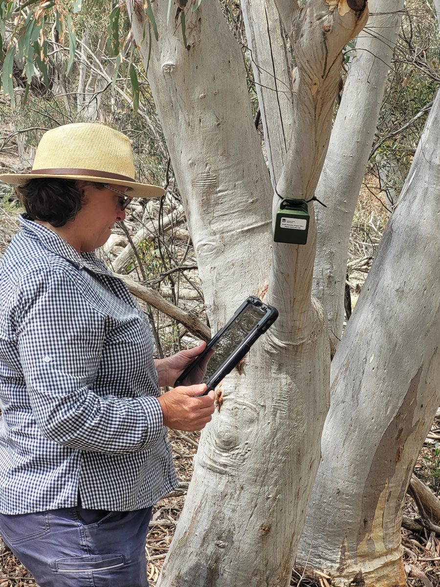 Woman in hat atttachinh koala monitor to tree.