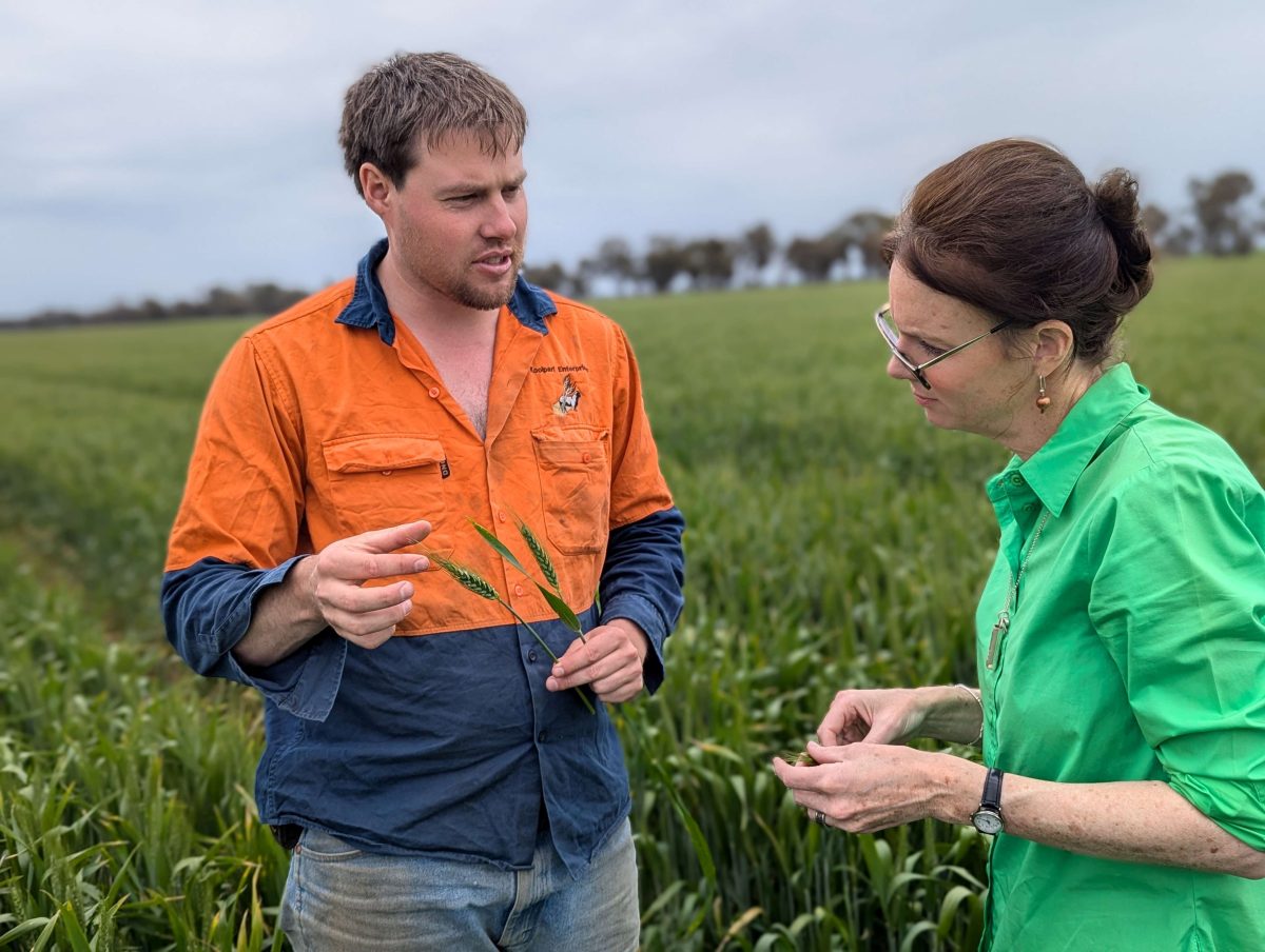 crop frost damage