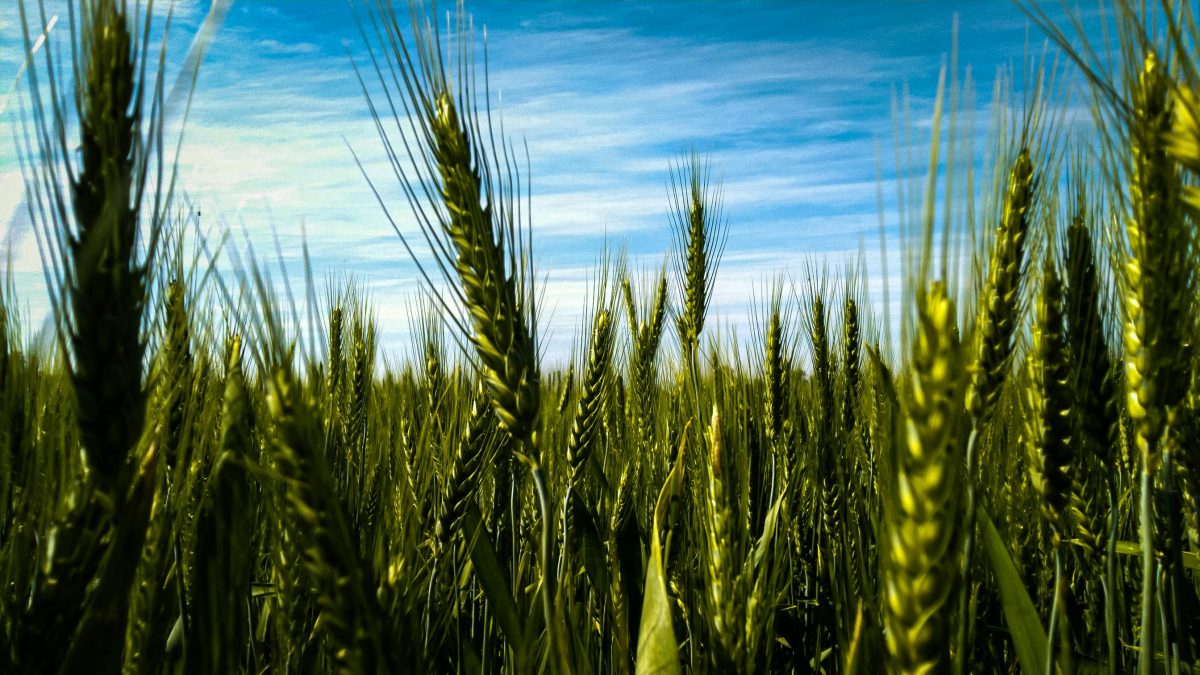 wheat field