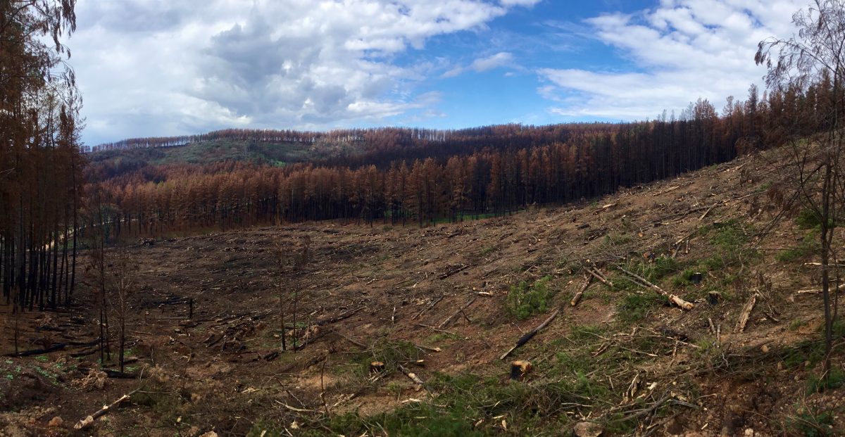 fire damaged pine plantation 