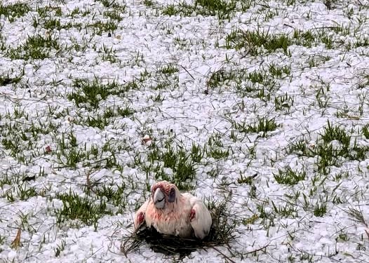 injured bird