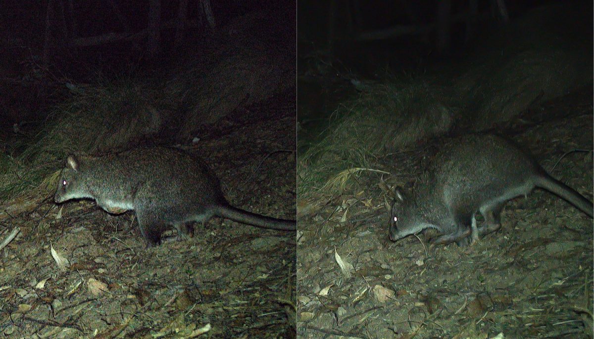 long-footed potoroo