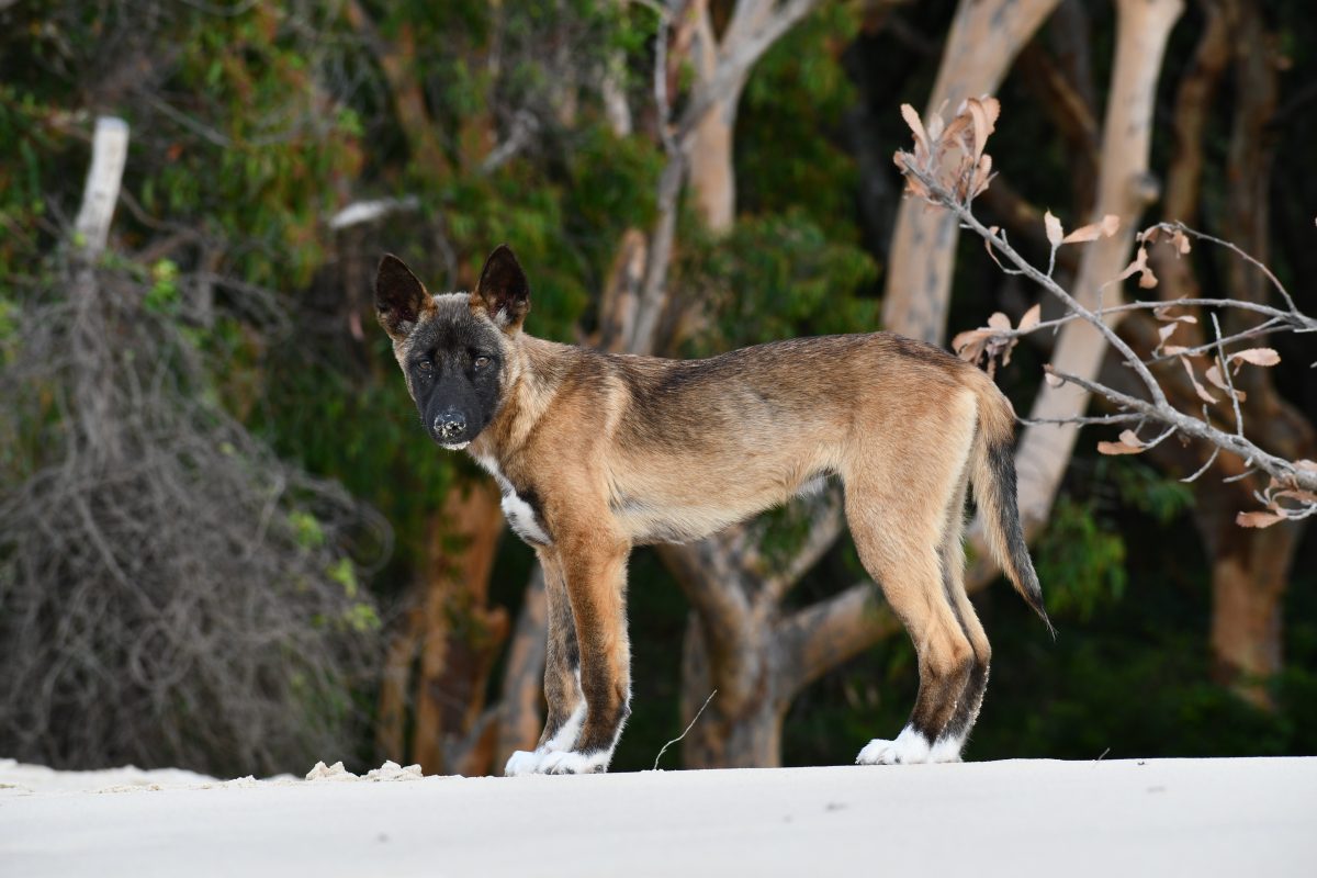 A dingo male pup.