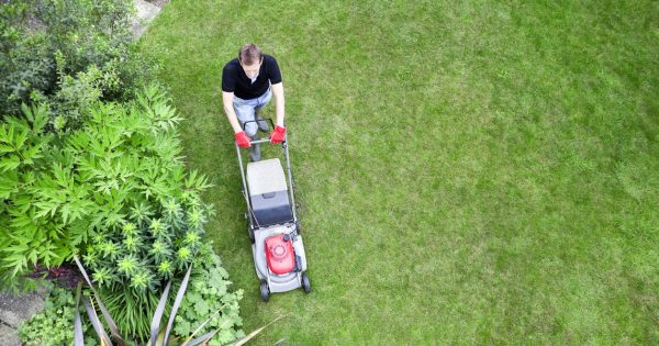 Step aside, triffids - I've lost my husband to the lawn