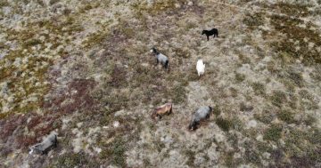 NSW Government rejects calls to repeal brumby protection law despite public petition