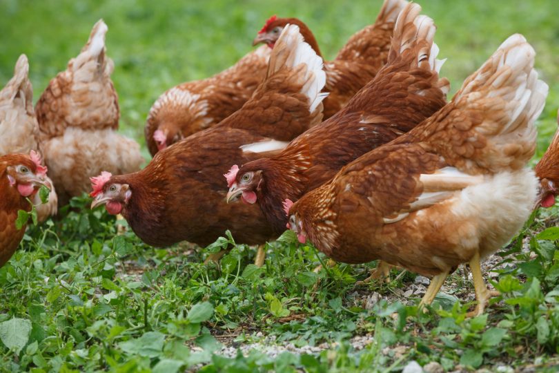 chickens grazing