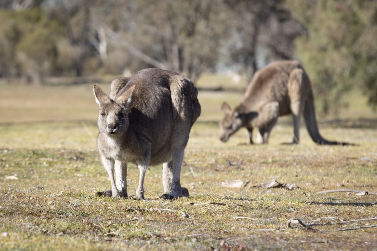 An eastern grey kangaroo.