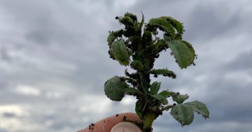 Warning over cowpea aphids for farmers grazing lucerne