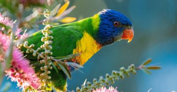 Aussie Backyard Bird Count paints a sky of rainbows in NSW
