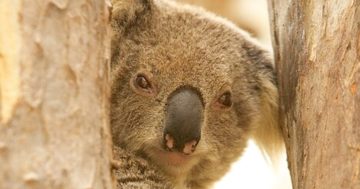 Confused about how to vote in the upcoming election? Let Australia's furriest creatures guide you through it!