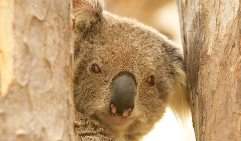 The Murrumbidgee Valley National Park and the Australian Koala Foundation are showing lovers of Australia's furriest creatures how to protect them and the environment during the upcoming 2025 Federal Election.