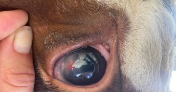 Grass seeds crop up in pet and livestock's eyes, ears and lungs
