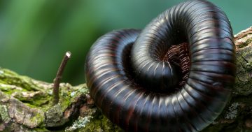 'Bizarre' millipede plague wreaks havoc in NSW and ACT homes