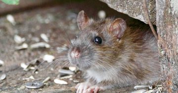 NSW Government's $50 million mouse plague package potentially putting other animals at risk