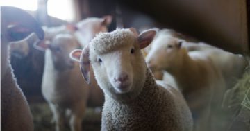 Police take new tack in hunt for stolen sheep