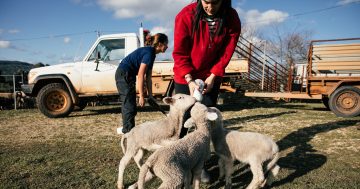 The one, two, threes of successfully raising orphan lambs