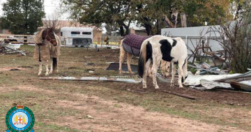 Inspector spots 'skeletal outline' of stallion in animal cruelty case