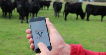 University app detects cattle-bloat cases in southern NSW