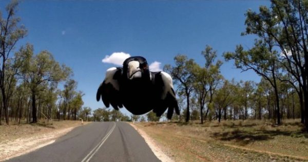 It's magpie swooping season and this is what you need to know