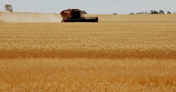 Australian Defence Force personnel asked to swap tanks for trucks to help with bumper grain harvest