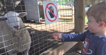Plenty going on behind the scenes at Wagga's Zoo and Aviary