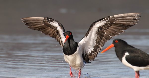 Beachgoers urged to be eagle-eyed as nesting season begins