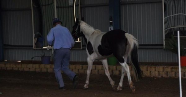 Riding for the Disabled rocked by theft of two horses