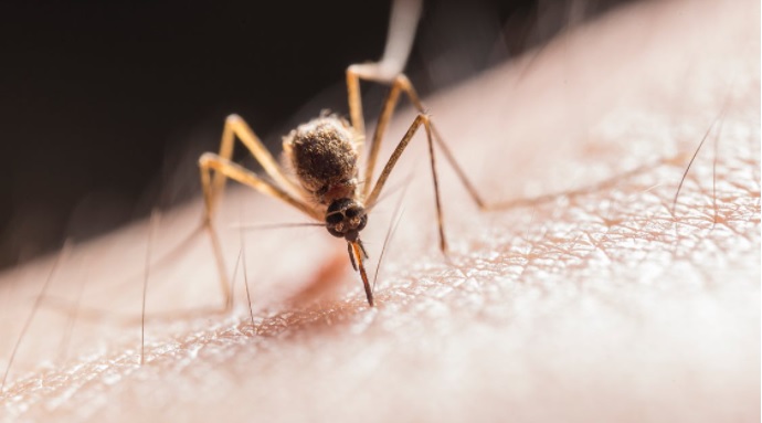 Mosquito numbers rise