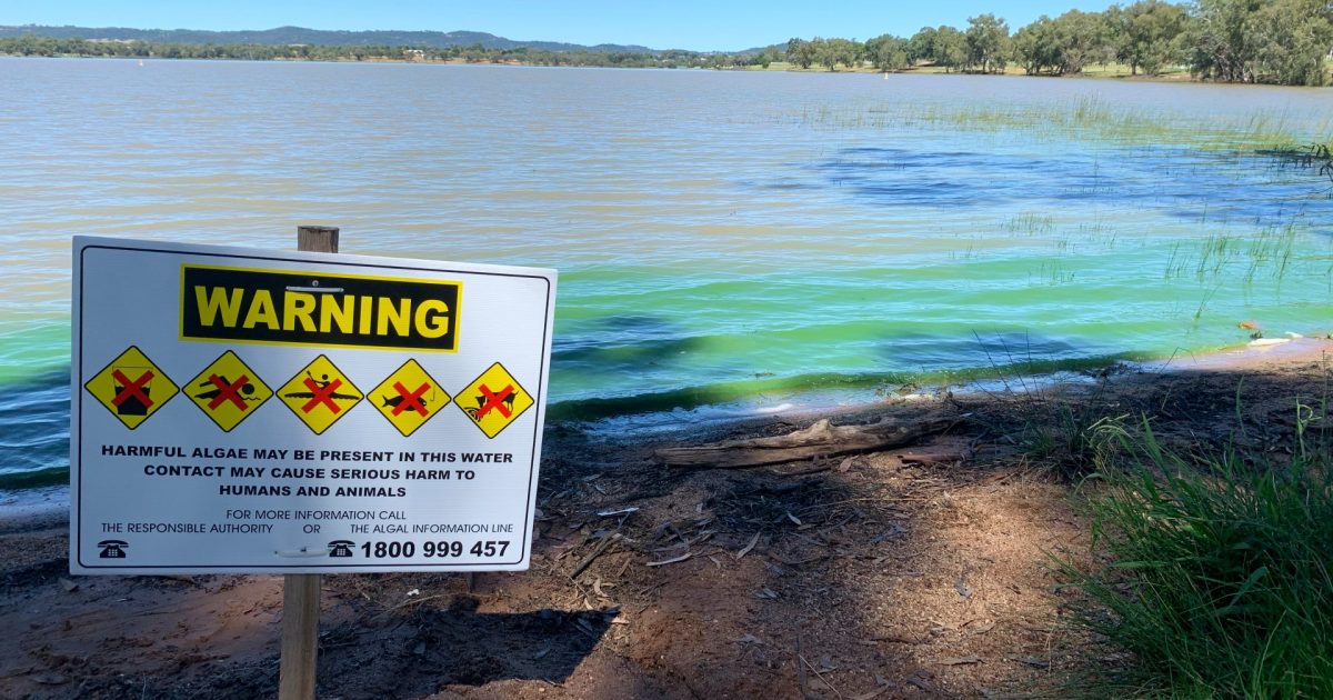 Lake Albert gets the ‘allclear’ for now but a bluegreen algae