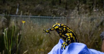Sprinkler systems to protect endangered Corroboree Frogs from fires in Kosciuszko National Park