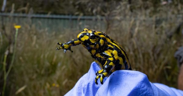 Sprinkler systems to protect endangered Corroboree Frogs from fires in Kosciuszko National Park