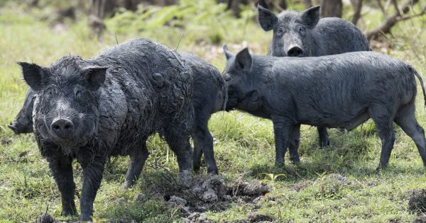 National award for Western Riverina feral pig eradication program