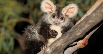 Mikayla's study involves spotlit night searches for 'flying koalas'