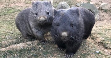 Wombat roadkill lowered by Wagga researcher's virtual fences