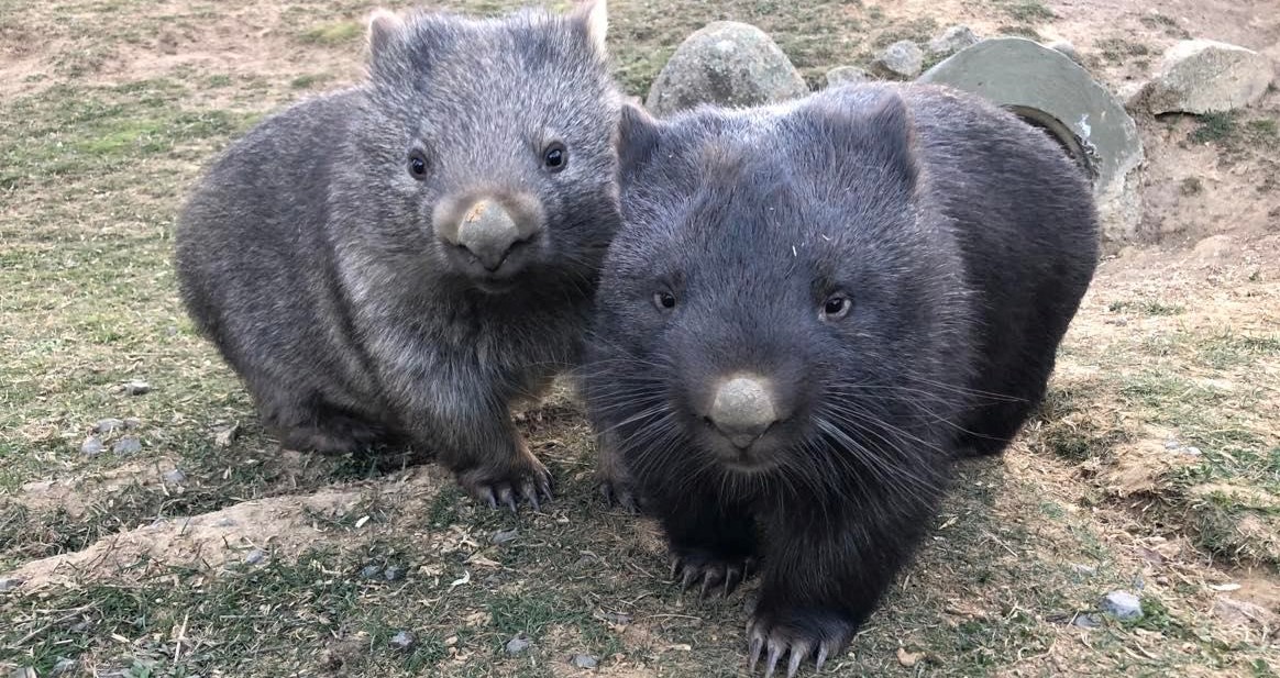 Wombat roadkill lowered by Wagga researcher’s virtual fences | Region ...