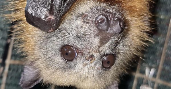Starving flying-foxes lured to toxic Cocos palm fruit as rain destroys native blossom