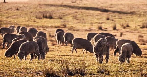 Riverina farmers to take part in first national rural crime survey in 20 years