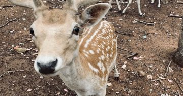 Have you herd? Wagga Zoo's fallow deer need a new home