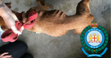 Puppy farmers sentenced over 'heartbreaking' animal cruelty