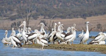 Eyes to the skies - record numbers of pelicans about to take flight