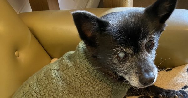 What to do when your own dogs dress you down