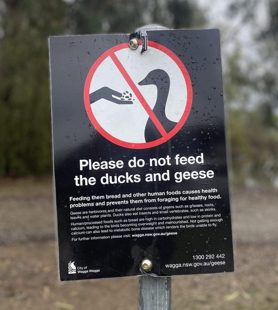 Sign advising not to feed the geese